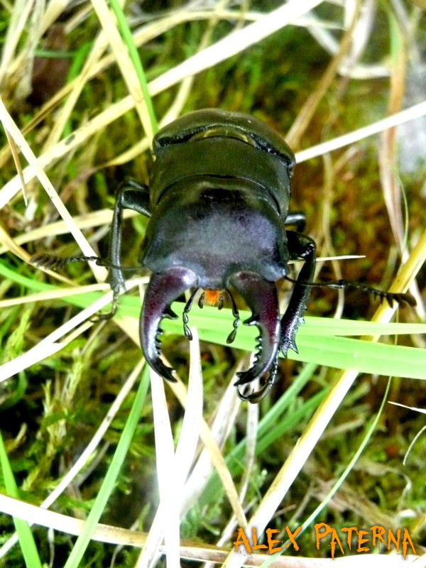 Lucanus Cervus